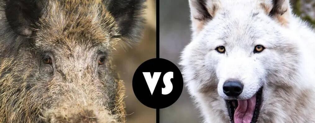 我的世界狼群与野猪的战斗如何触发？