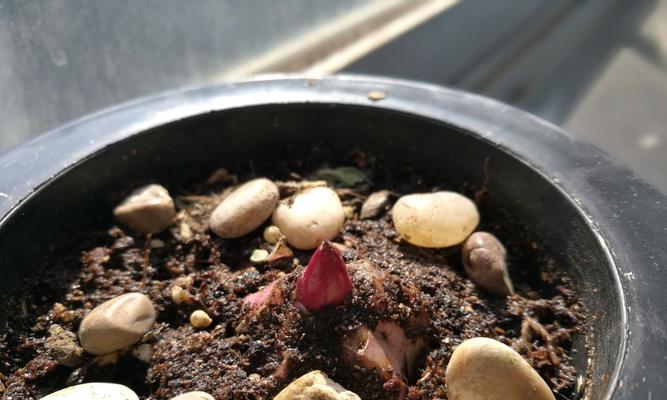 我的世界种花方法是什么？
