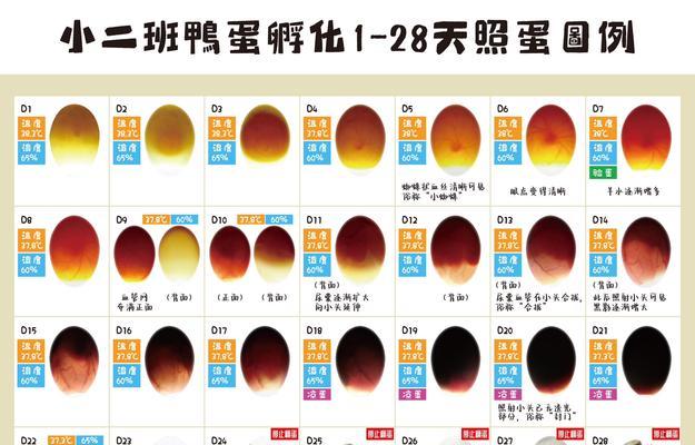 我的世界中功夫鸡蛋的孵化方法是什么？