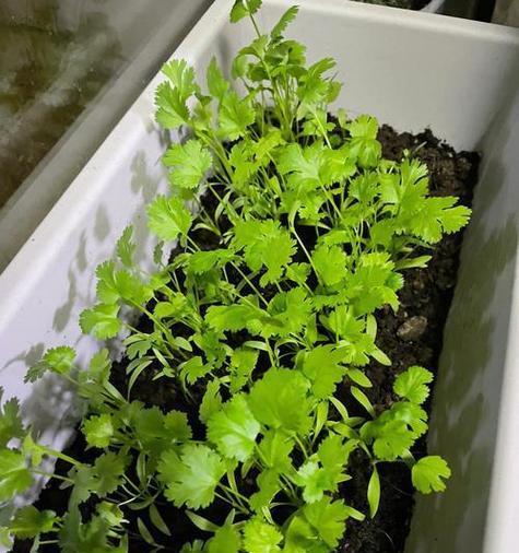 洛克王国中甘露香的种植方法是什么？